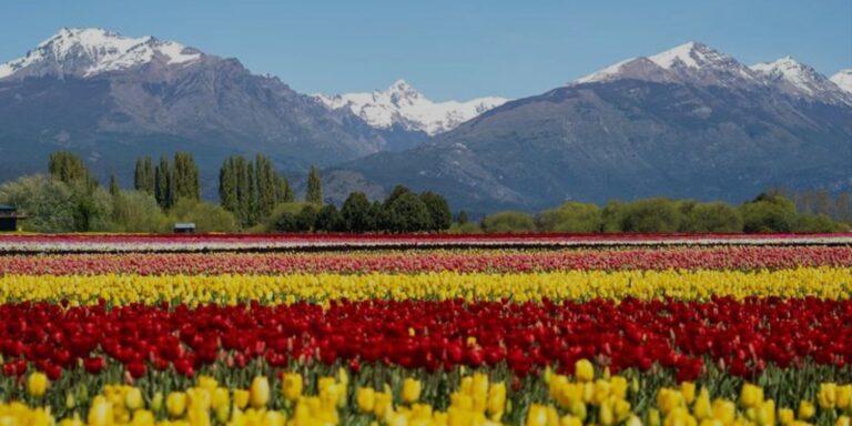 TULIPANES PATAGONIA ⫸ OCTUBRE Y NOVIEMBRE 2026